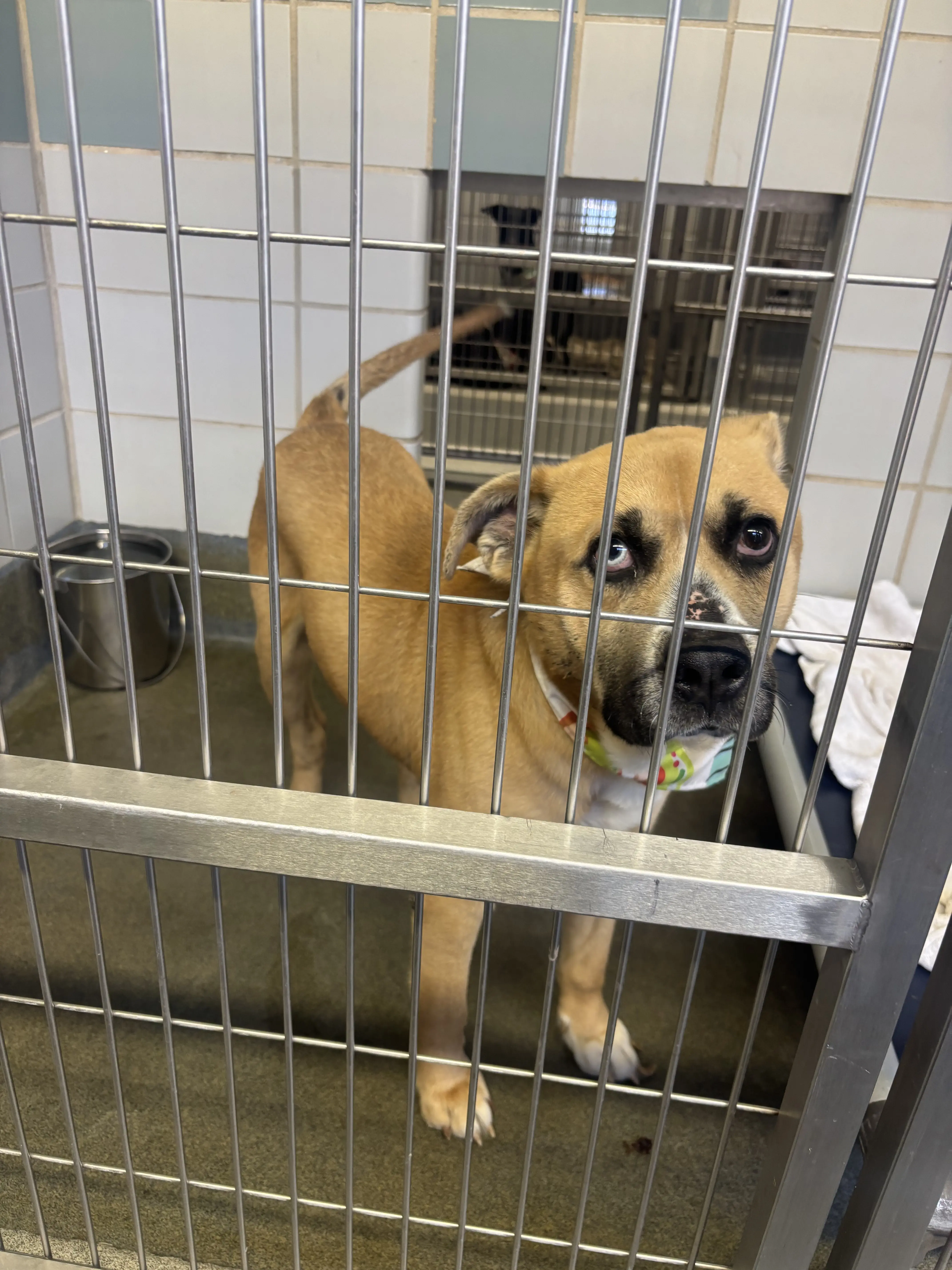 Mission the dog in prison