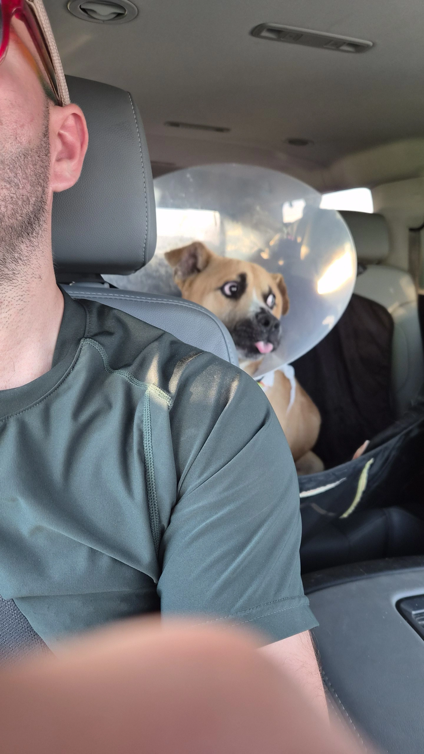 Mission the dog post adoption